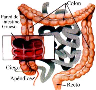FOS para el cuidado del intestino FOS para el cuidado del intestino